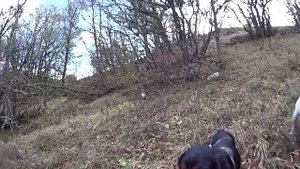 Охота в Крыму на вальдшнепа 2015 г.