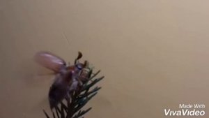 18 мая день рождения майского жука. Майский жук жу жу жу песенка про майского жука