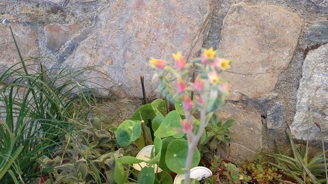 Leş Kaktüs Ahtapot Kaktüs Pasiflora Echeveria En Güzel Çiçeklenenler / Bahçe vlog 10 смотреть онлайн