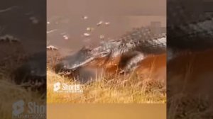 КРОКОДИЛ против ЧЕРЕПАХИ