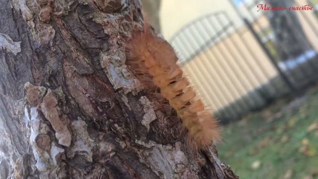 Убегающая гусеница смотреть онлайн