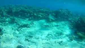 Коралловый риф отеля Захабия