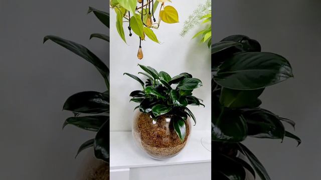 Зеленая Принцесса или Philodendron GREEN PRINCESS.