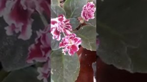 Цветение Узамбарских фиалок. 《Зимняя вишня》 и другие красивые сорта фиалок. Семполия.