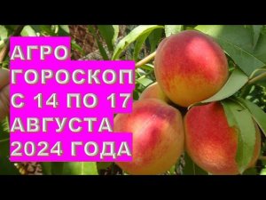 Агрогороскоп с 14 по 17 августа 2024 года Agrohoroscope from August 14 to 17, 2024