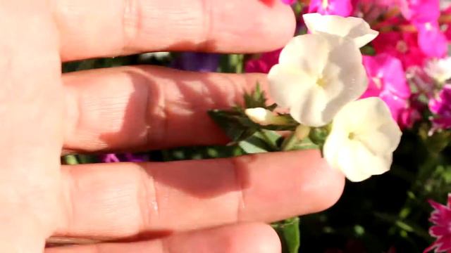 Beautiful Annual Phlox flowers смотреть онлайн