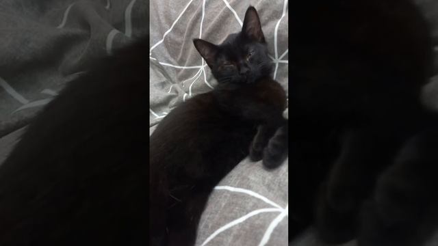 Малыш Мишка ищет дом ♥️ смотреть онлайн