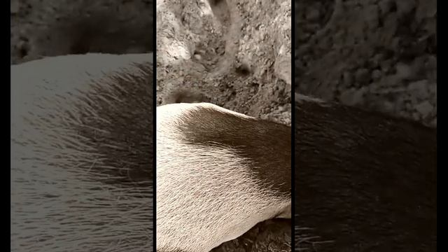 Малинки. "Свинка Пеппа". смотреть онлайн