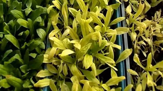 Листья рассады гелихризума желтеют.Это хлороз!!! смотреть онлайн