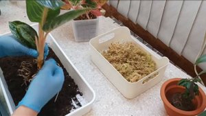 Пересадка новинок аглаонем. Две ✌️ аглаонемы- два ✌️варианта посадки для адаптации.