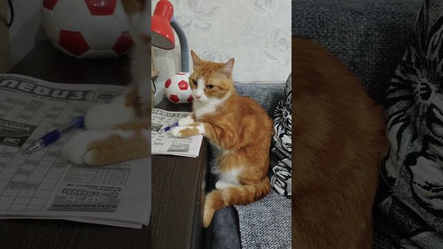 Кот разгадывает кроссворд)#жизнькота #котик #рыжийкот #умныйкот