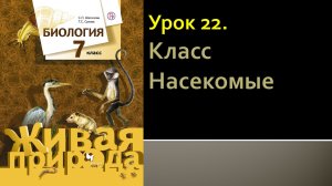 Урок 22. Класс Насекомые