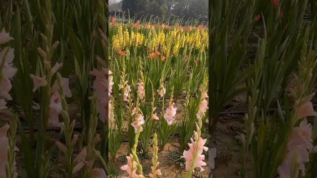 # terracegarden  #winterflowers  Gladiolus pink