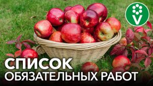 ВАЖНЫЕ РАБОТЫ В САДУ В АВГУСТЕ. Чем подкормить и обработать во время и после плодоношения