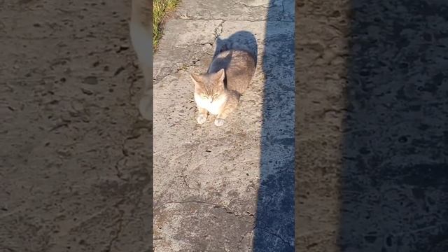 Обзор - ассорти ))) Наша живность ))) смотреть онлайн