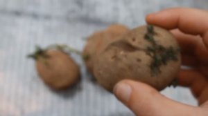 Яровизация картофеля. Конечно нужно.