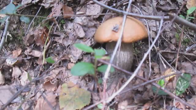 Собираю грибы в лесу (04.09.2023 г.)