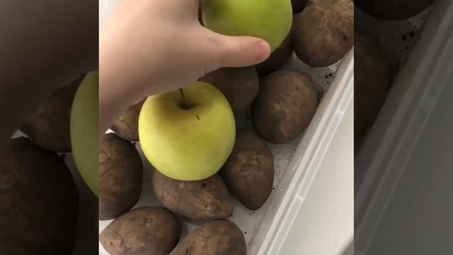 Как хранить картошку ?