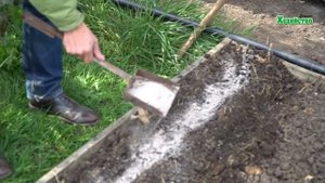 Посадка чеснока осенью под зиму. Секрет урожая - в золе.