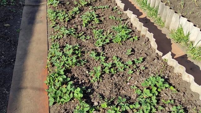 Этого вы еще не видели на моем канале! Совсем не вязальное видео, любуюсь черемухой и сажаю цветы смотреть онлайн