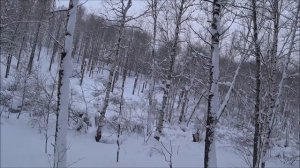Охота на зайца с Эстонской Гончей  часть 7!!!