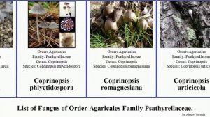 Fungus of Order Agaricales Family Psathyrellaceae coprinopsis coprinellus parasola hercules nivea