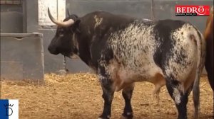 Feria De San Isidro 2019 - Toros De Santiago Domecq En Los Corrales De Plaza De Toros De Las Ventas