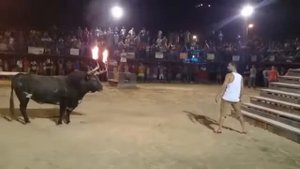 Хитрый бык делает паузу перед атакой