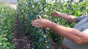 Слива колонновидная