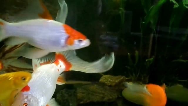 Golden fish, earthworm Золотые рыбки, дождевые черви смотреть онлайн