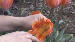 Princess Irene Tulip