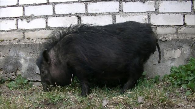 вьетнамская свинья подавила поросят смотреть онлайн