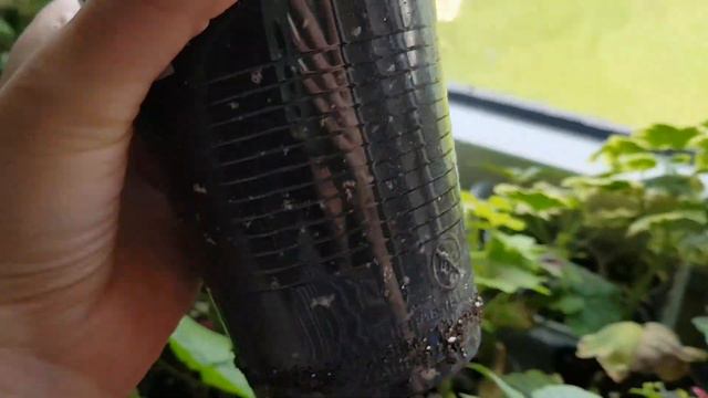 Часть2|Распаковка📦 посылки-сюрприза с растениями🌱🌵🌿