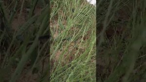 Нашествие гусениц !!! И как с ними бороться !