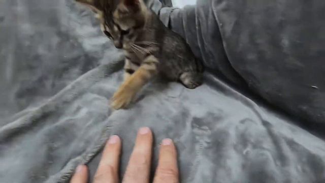 Найденыш Рыся - первые игрушки ;) смотреть онлайн