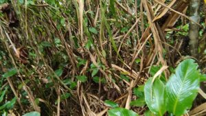 Амазонка. День 10 - Чудо-лекарство / Сибиряк на каноэ [Subtitle] @Got1Try