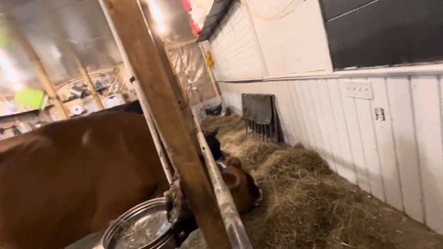 Феномен! Джерсейская корова Ритзи ест только по часам ! смотреть онлайн