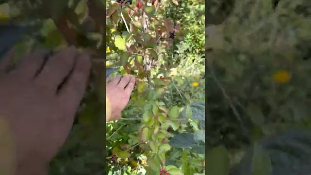 Калина чёрная. Питомник Велес г Чита, Забайкальский край. Саженцы. Озеленение в Чите смотреть онлайн