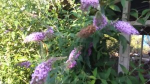 Буддлея - осенняя сирень. Особенности выращивания.