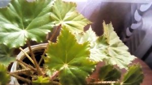 Топ 4 Полезных комнатных цветка | Какие цветы держать дома?