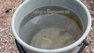 1 ложка ЗАМЕНИТ НАВОЗ и все остальные удобрения на огороде!