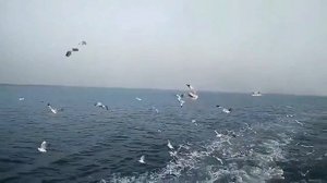 О море ,море.
