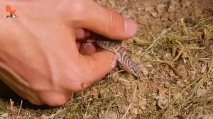 Челлендж с ДИКИМ ТАРАНТУЛОМ