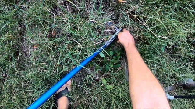 5 BLACK MAMBAS IN ONE GARDEN!!! смотреть онлайн