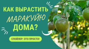 КАК ВЫРАСТИТЬ МАРАКУЙЮ ДОМА?