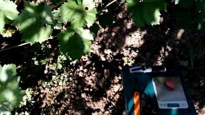 Виноград Князь Воронцов ,НОВИНКА селекции Бурдака А.В.