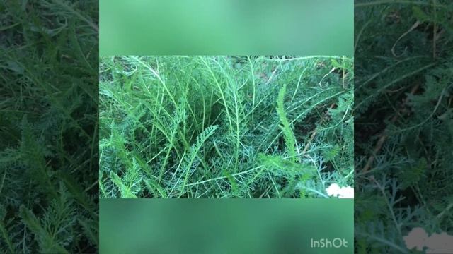 Онлайн экскурсия по СЮН смотреть онлайн