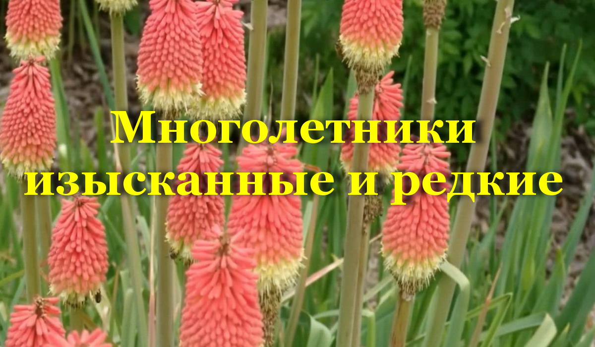 Многолетники изысканные и редкие
