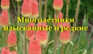 Многолетники изысканные и редкие