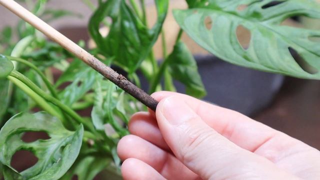 Εύκολα Φυτά Εσωτερικού Χώρου. Monstera Monkey Mask смотреть онлайн